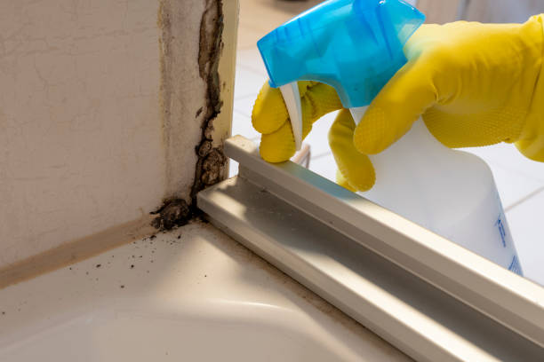 Best Attic Mold Removal  in Hicksville, OH