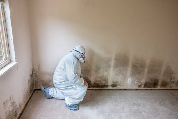 Best Professional Mold Removal  in Hicksville, OH