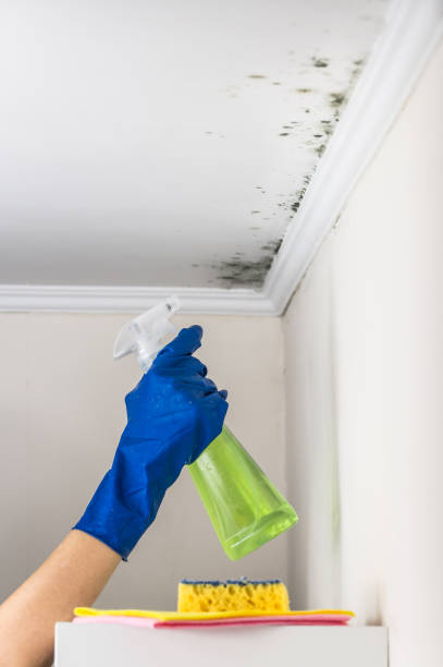 Home Mold Removal in Hicksville, OH